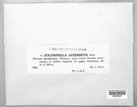 Solorinella asteriscus image